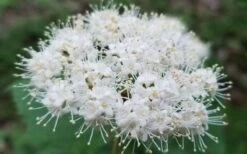 Maple Leaf Viburnum - 3 Pack Of 1.5 Quart Pots -Wilson Bros Gardens Plant Sales Store viburnum acerifolium maple leaf 15