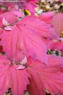 Maple Leaf Viburnum - 3 Pack Of 1.5 Quart Pots -Wilson Bros Gardens Plant Sales Store viburnum acerifolium maple leaf 8 1
