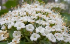 Mohican Arrowwood Viburnum - 6 Gallon Pot (4-5') -Wilson Bros Gardens Plant Sales Store viburnum lantana mohican 1