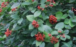 Mohican Arrowwood Viburnum - 6 Gallon Pot (4-5') -Wilson Bros Gardens Plant Sales Store viburnum lantana mohican 3
