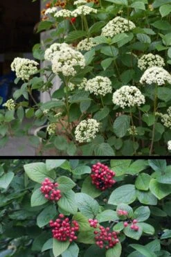 Mohican Arrowwood Viburnum - 6 Gallon Pot (4-5') -Wilson Bros Gardens Plant Sales Store viburnum lantana mohican 4