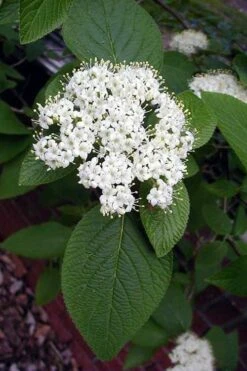 Mohican Arrowwood Viburnum - 6 Gallon Pot (4-5') -Wilson Bros Gardens Plant Sales Store viburnum lantana mohican 5