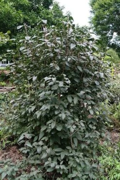 Mohican Arrowwood Viburnum - 6 Gallon Pot (4-5') -Wilson Bros Gardens Plant Sales Store viburnum lantana mohican 6