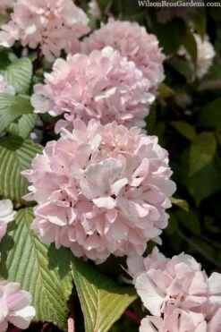 Kern's Pink Snowball Viburnum Bush - 2 Gallon Pot -Wilson Bros Gardens Plant Sales Store viburnum plicatum kerns pink snowball 3 1