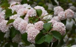 Kern's Pink Snowball Viburnum Bush - 3 Gallon Pot -Wilson Bros Gardens Plant Sales Store viburnum plicatum kerns pink snowball 7