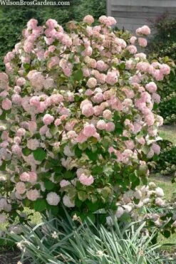 Kern's Pink Snowball Viburnum Bush - 3 Gallon Pot -Wilson Bros Gardens Plant Sales Store viburnum plicatum kerns pink snowball 9