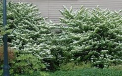 Japanese Doublefile Viburnum - 2 Gallon Pot -Wilson Bros Gardens Plant Sales Store viburnum plicatum tomentosum japanese doublefile 1