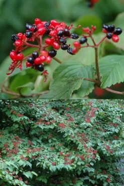 Japanese Doublefile Viburnum - 2 Gallon Pot -Wilson Bros Gardens Plant Sales Store viburnum plicatum tomentosum japanese doublefile 2