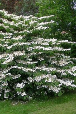 Japanese Doublefile Viburnum - 2 Gallon Pot -Wilson Bros Gardens Plant Sales Store viburnum plicatum tomentosum japanese doublefile 5