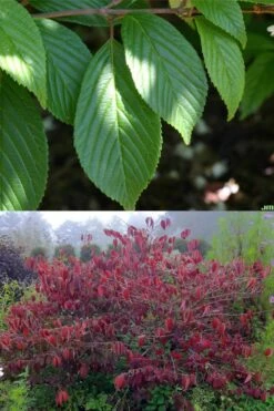 Japanese Doublefile Viburnum - 2 Gallon Pot -Wilson Bros Gardens Plant Sales Store viburnum plicatum tomentosum japanese doublefile 9