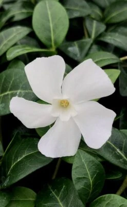White Evergreen Periwinkle (Vinca Minor 'Alba') - 5 Pack Of Pint Pots 14 White Evergreen Periwinkle (Vinca Minor 'Alba') - 5 Pack Of Pint Pots -Wilson Bros Gardens Plant Sales Store vinca minor alba white evergreen periwinkle 1