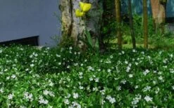 White Evergreen Periwinkle (Vinca Minor 'Alba') - 5 Pack Of Pint Pots 12 White Evergreen Periwinkle (Vinca Minor 'Alba') - 5 Pack Of Pint Pots -Wilson Bros Gardens Plant Sales Store vinca minor alba white evergreen periwinkle 6