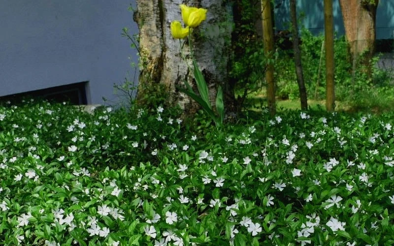 White Evergreen Periwinkle (Vinca Minor 'Alba') - 5 Pack Of Pint Pots 5 White Evergreen Periwinkle (Vinca Minor 'Alba') - 5 Pack Of Pint Pots - Image 5