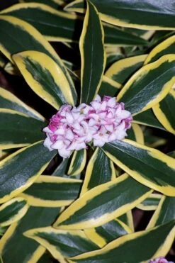 Marianni Variegated Pink Winter Daphne - 1 Gallon Pot -Wilson Bros Gardens Plant Sales Store winter daphne marianni 3