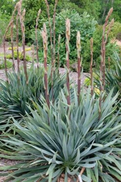 Silver Anniversary Yucca - 1 Gallon Pot -Wilson Bros Gardens Plant Sales Store yucca silver anniversary 1