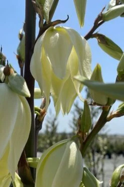 Silver Anniversary Yucca - 1 Gallon Pot -Wilson Bros Gardens Plant Sales Store yucca silver anniversary 2