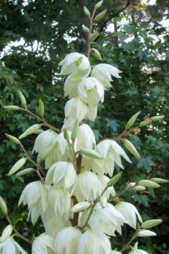 Silver Anniversary Yucca - 1 Gallon Pot -Wilson Bros Gardens Plant Sales Store yucca silver anniversary 3