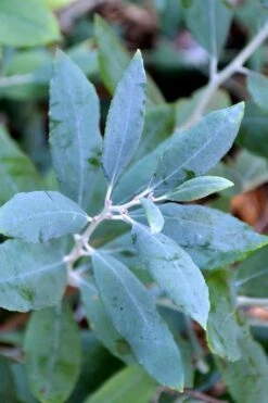 Woodlanders Blue Dusty Zenobia (Honeycup) - 1 Gallon Pot 13 Woodlanders Blue Dusty Zenobia (Honeycup) - 1 Gallon Pot -Wilson Bros Gardens Plant Sales Store zenobia woodlanders blue 21