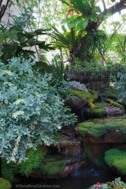 Woodlanders Blue Dusty Zenobia (Honeycup) - 1 Gallon Pot 11 Woodlanders Blue Dusty Zenobia (Honeycup) - 1 Gallon Pot -Wilson Bros Gardens Plant Sales Store zenobia woodlanders blue 25