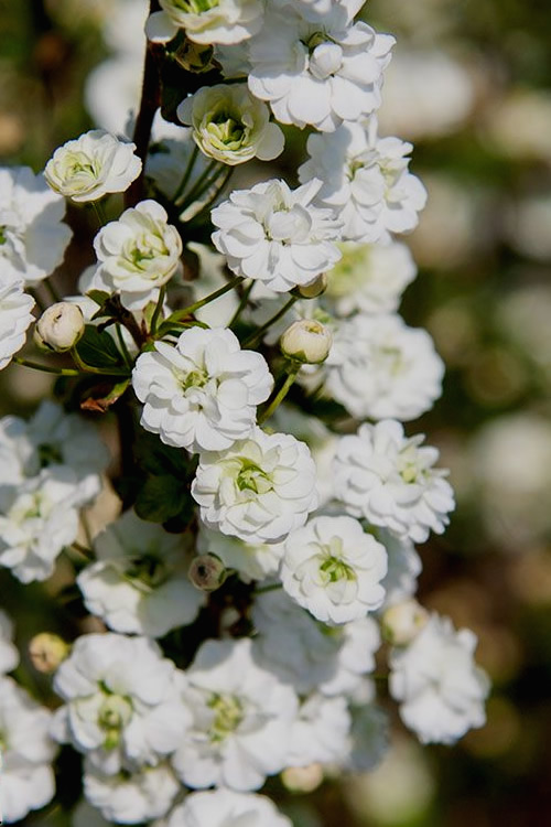 Wilson Bros Gardens Plant Sales Store -Wilson Bros Gardens Plant Sales Store Spirea Bridal Wreath Plena 4