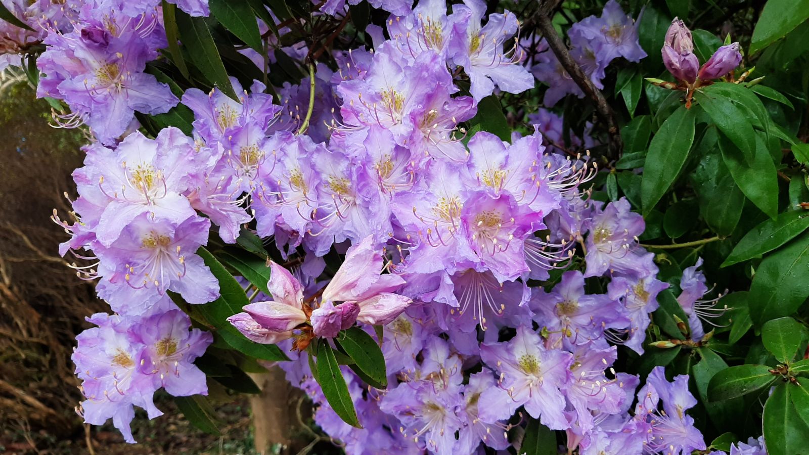 Wilson Bros Gardens Plant Sales Store -Wilson Bros Gardens Plant Sales Store rhododendron augustinii 1